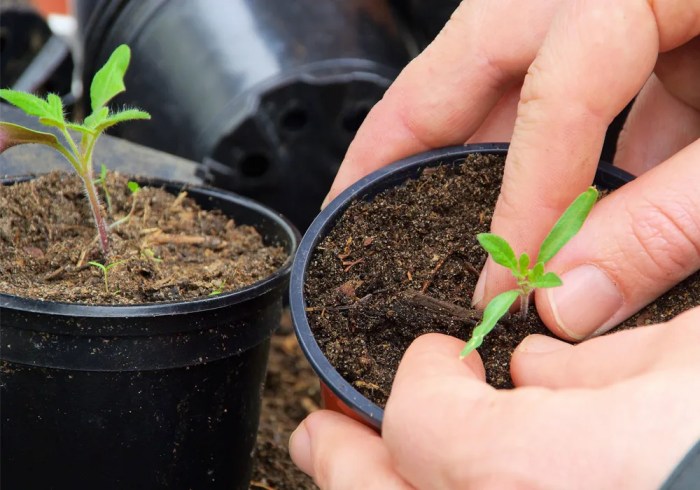 Plant care