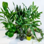 Plant care